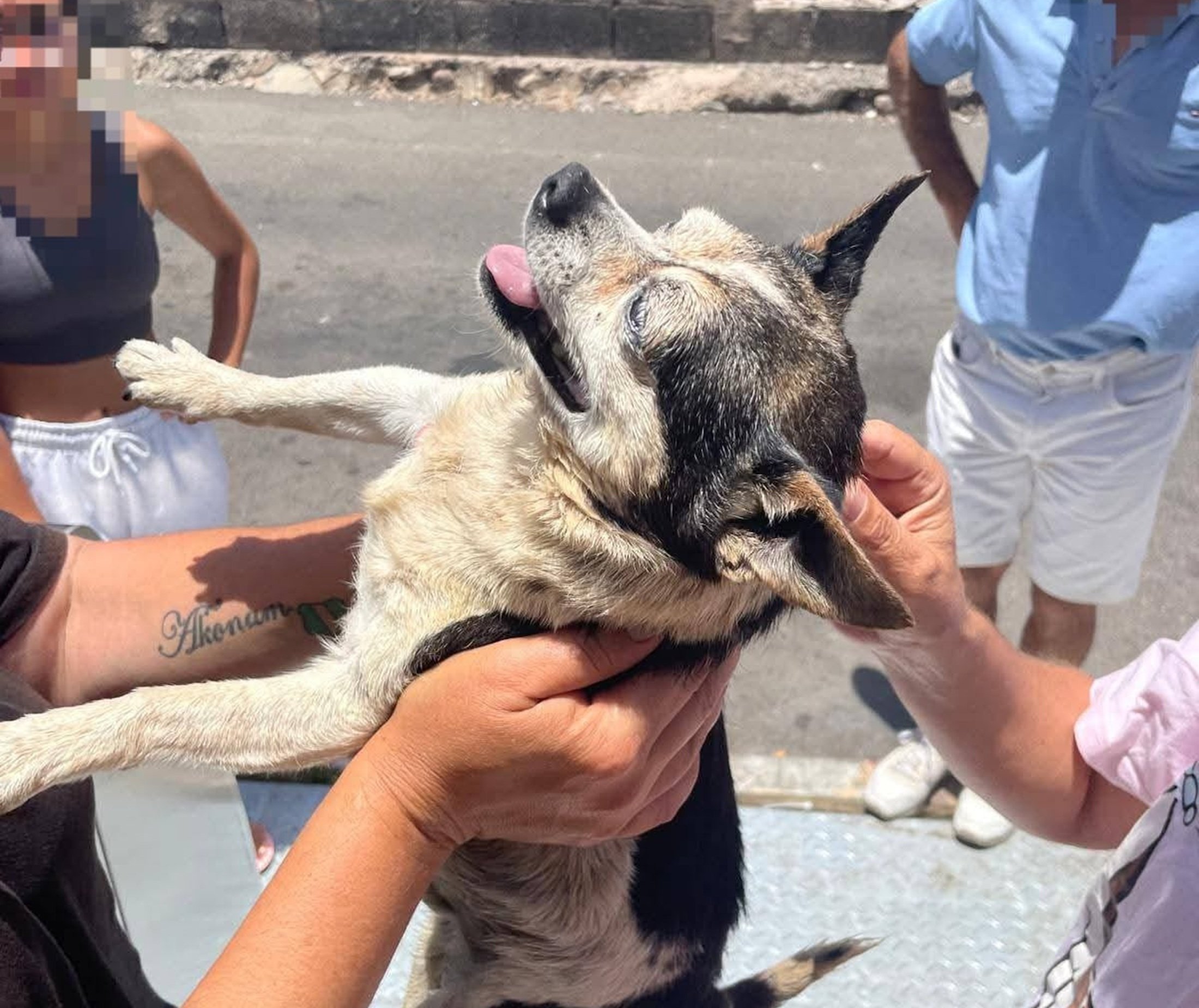 Momento en el que los vecinos rescataron al perro