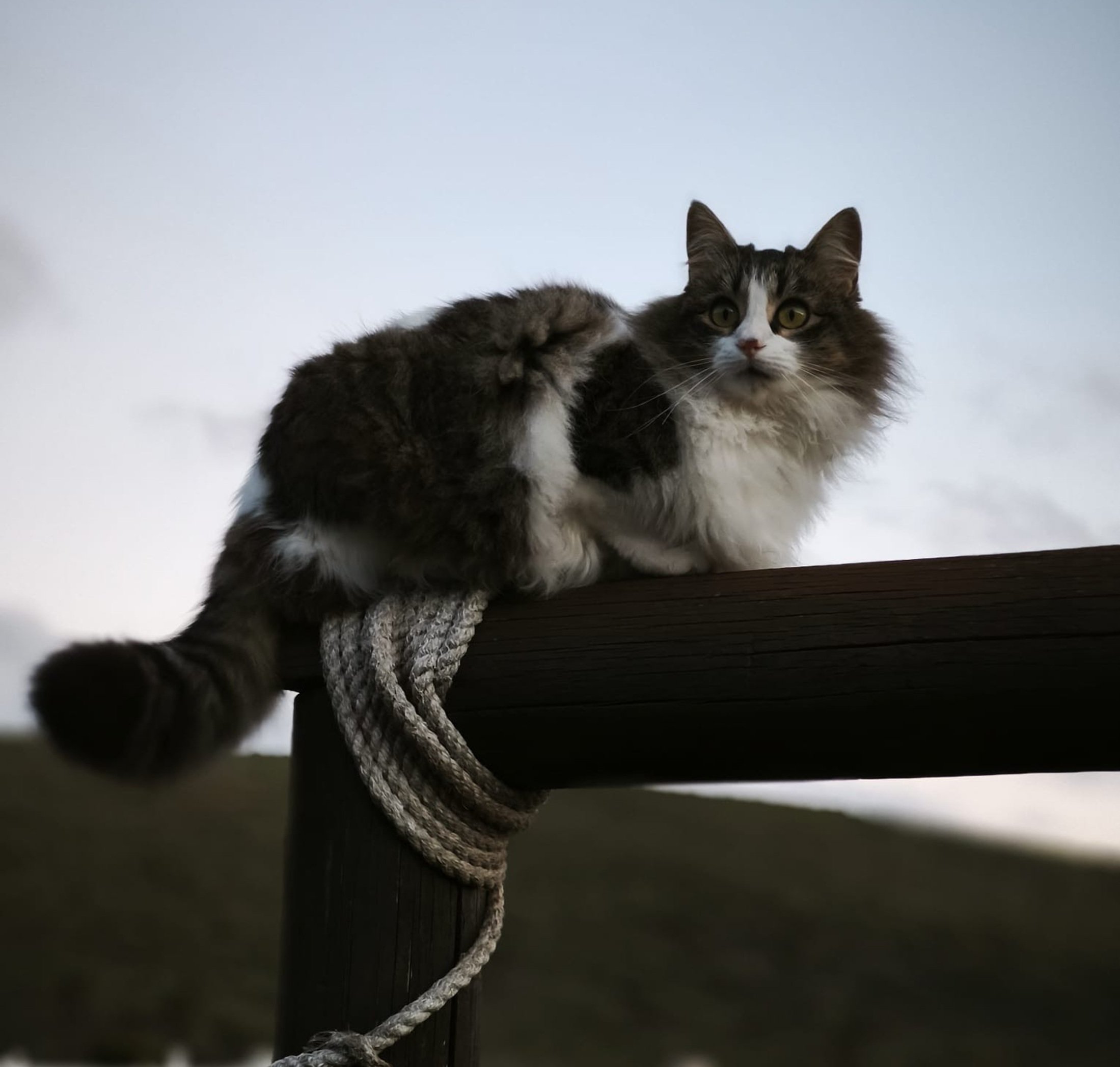 La gata 'Bartola' desaparecida en Arrecife