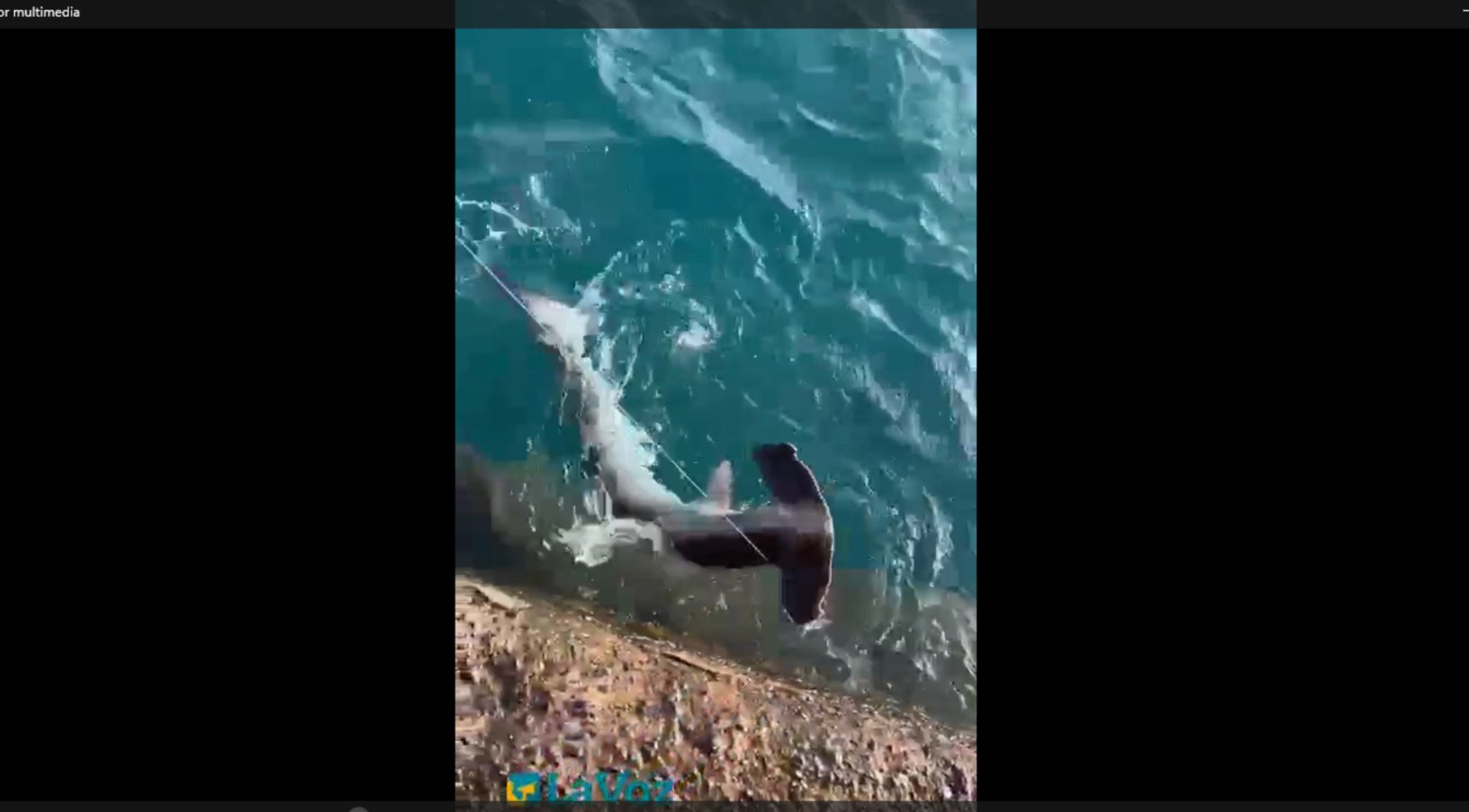Tiburón martillo (Vídeo: , Marleen y Sofía)