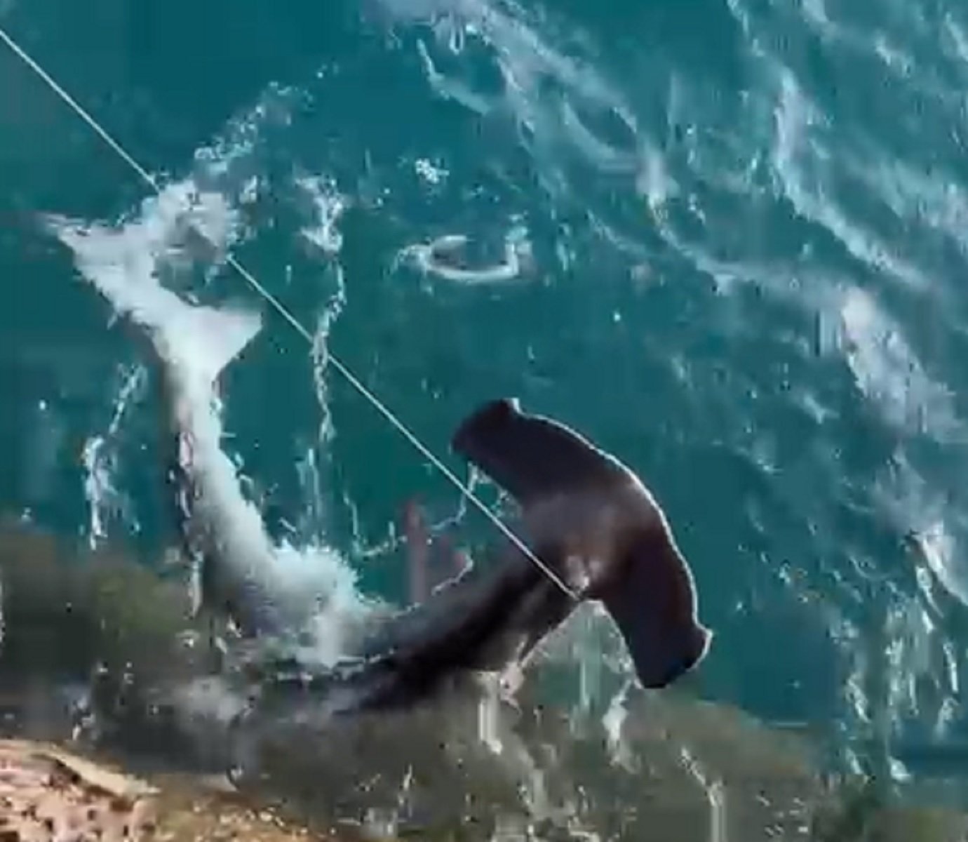 Cría de tiburón martillo pescado por error en Arrieta. Foto: Marleen y Sofía.