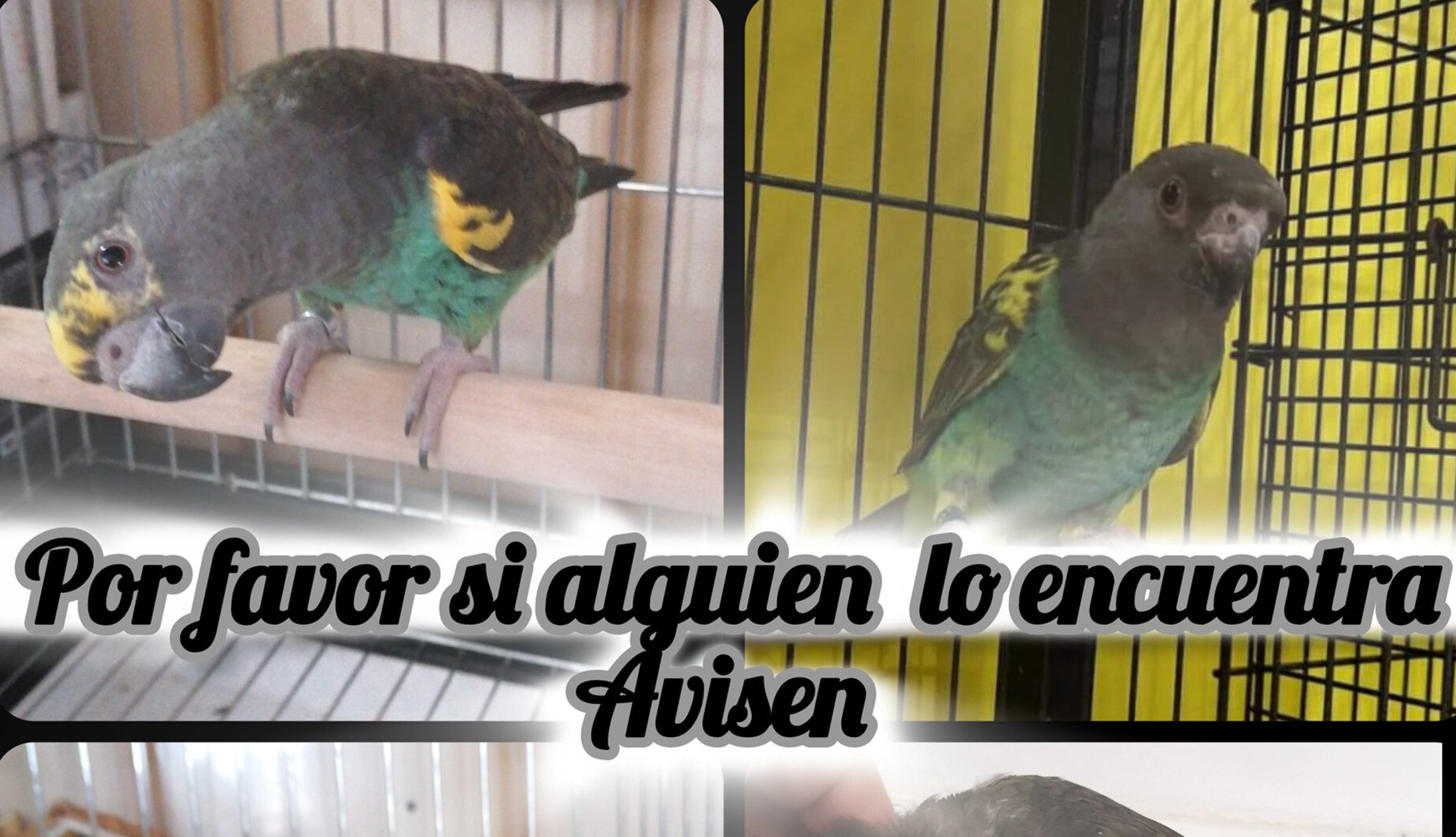 El loro perdido en Arrecife