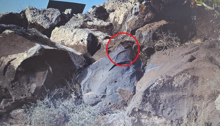 Foto2 podomorfo. Foto cedida por José Hernández de León (1)cc