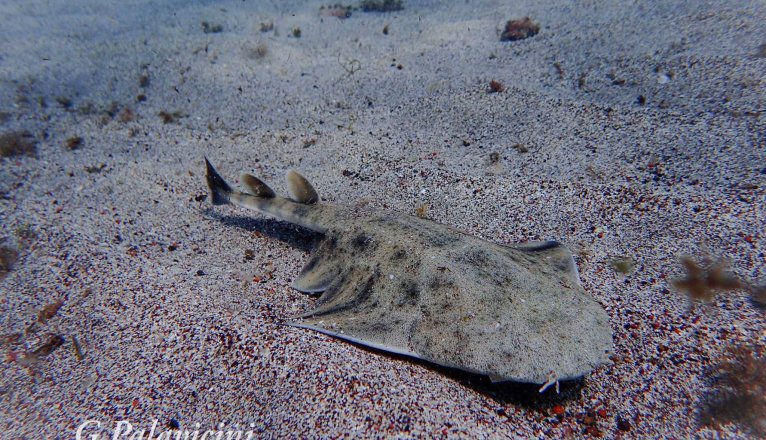 Un tiburón ángel (Squatina Squatina) en aguas de Lanzarote. Foto: Giacomo Palavicini. Un tiburón ángel (Squatina Squatina) en aguas de Lanzarote. Foto: Giacomo Palavicini.