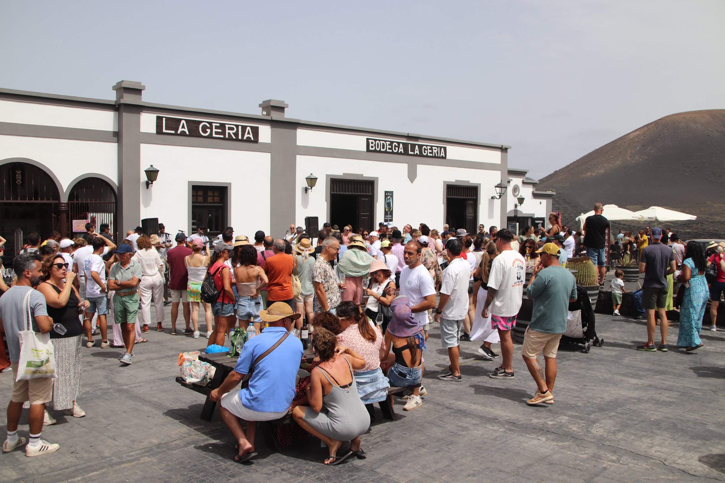 Vendimia tradicional en La Geria, 2025 Vendimia tradicional en La Geria, 2025