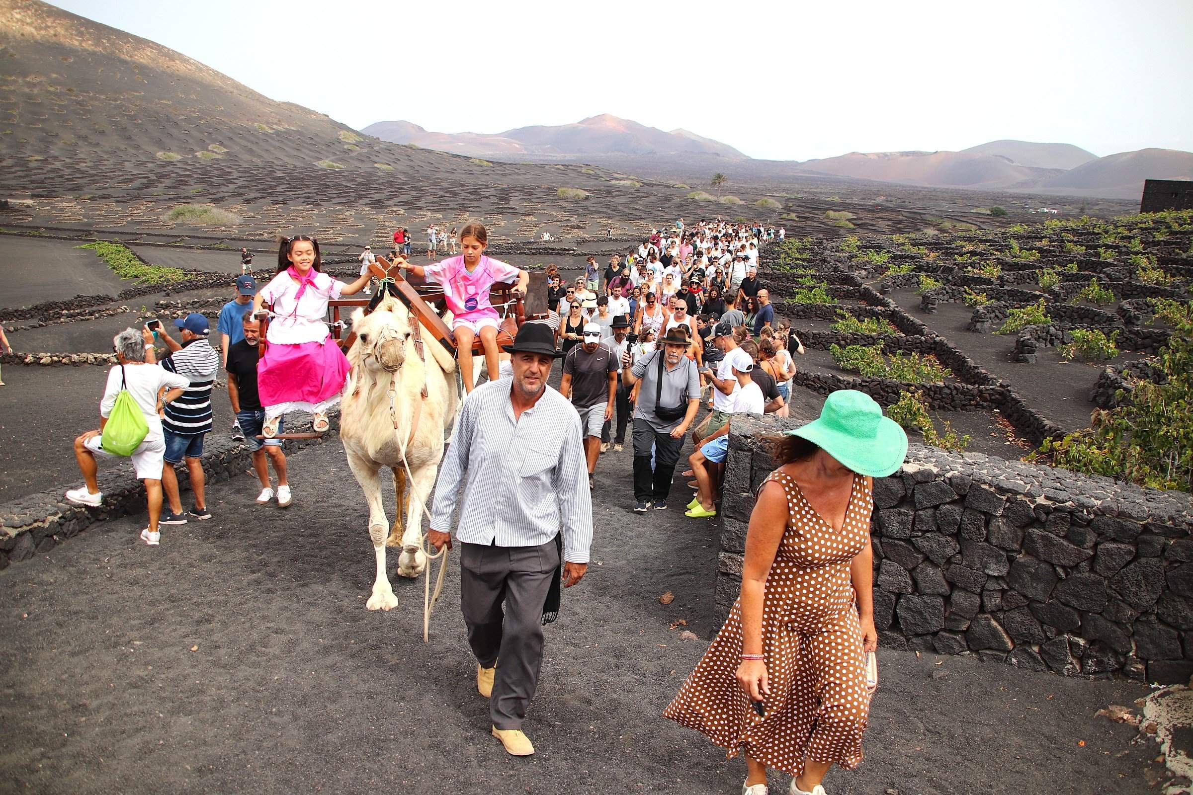 Vendimia tradicional en La Geria, 2025 Vendimia tradicional en La Geria, 2025