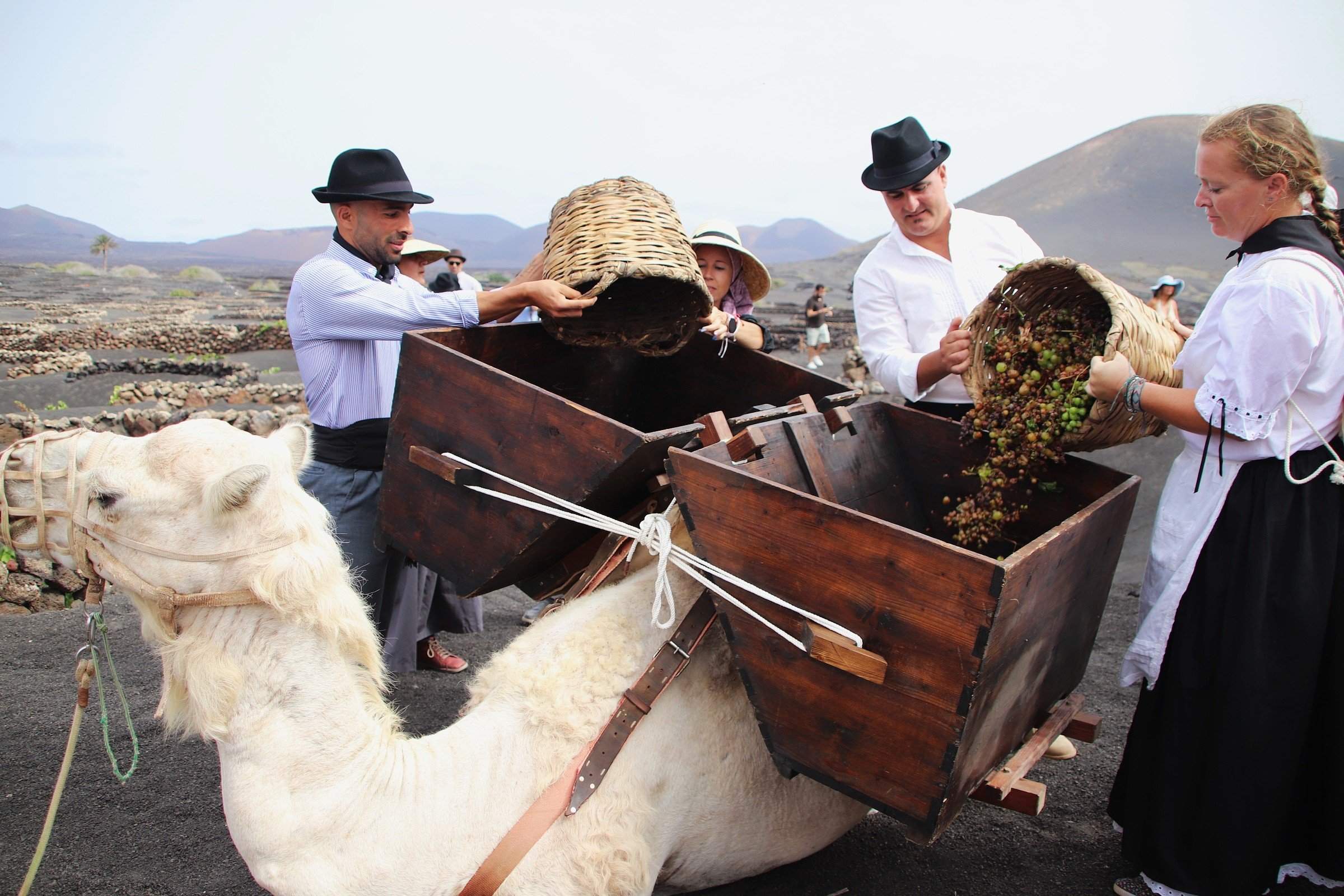 Vendimia tradicional en La Geria, 2025 Vendimia tradicional en La Geria, 2025