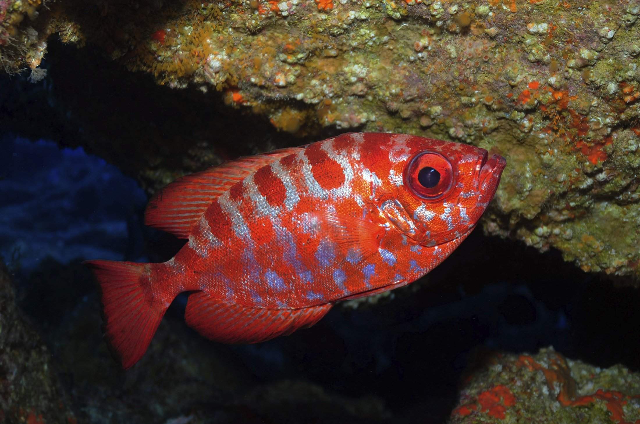 Heteropriacanthus cruentatus, Catalufa. Reserva de la Biosfera