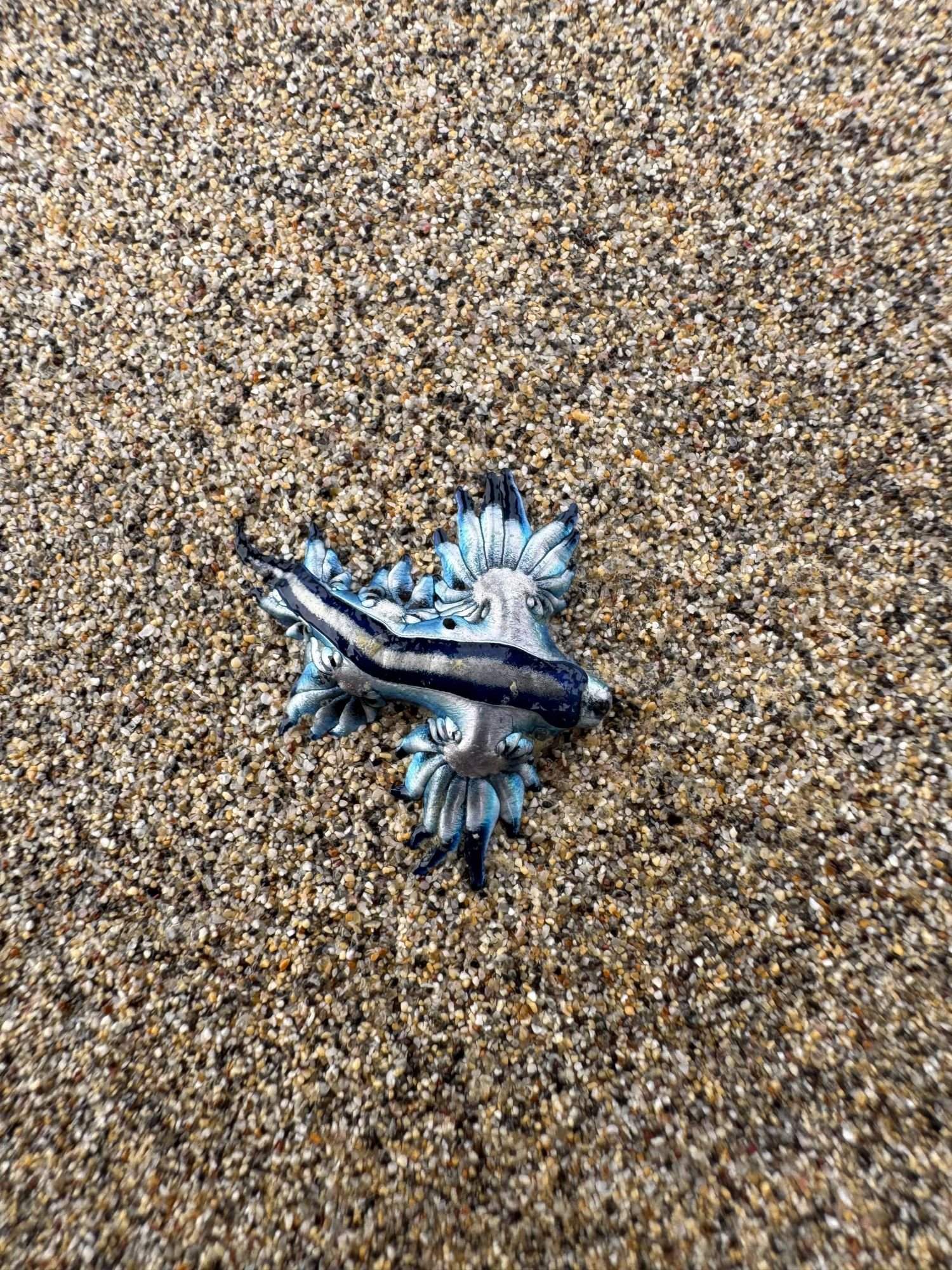 Dragón azul en Órzola