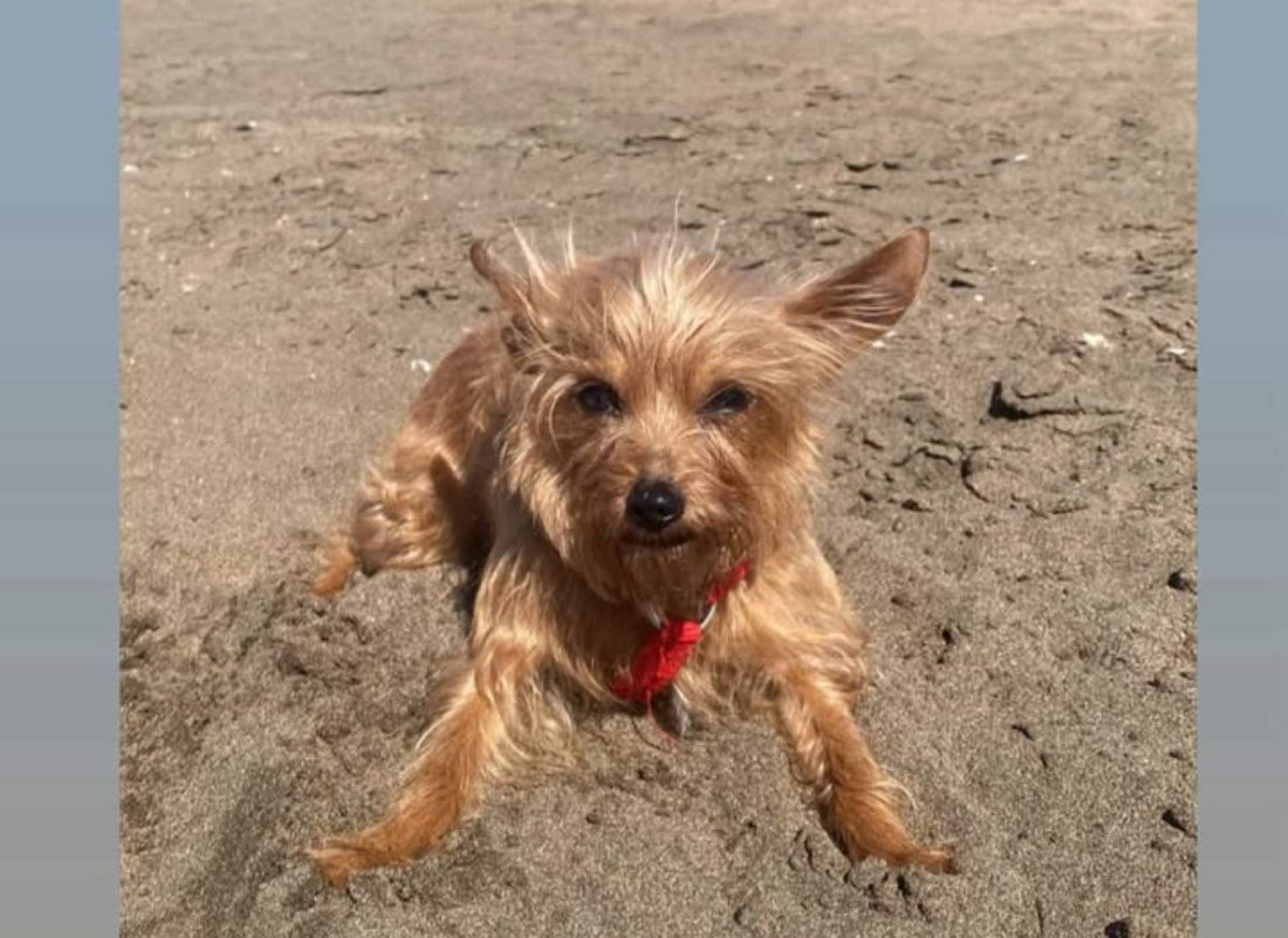 Perrita desaparecida en Puerto del Carmen