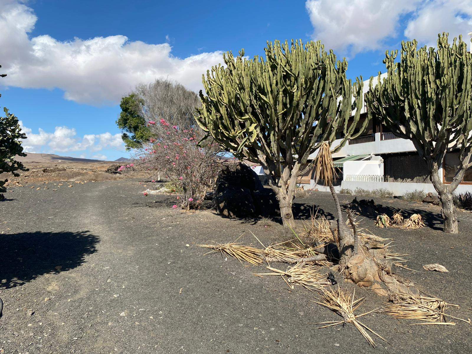 Imagen de una de las zonas verdes de Costa Teguise