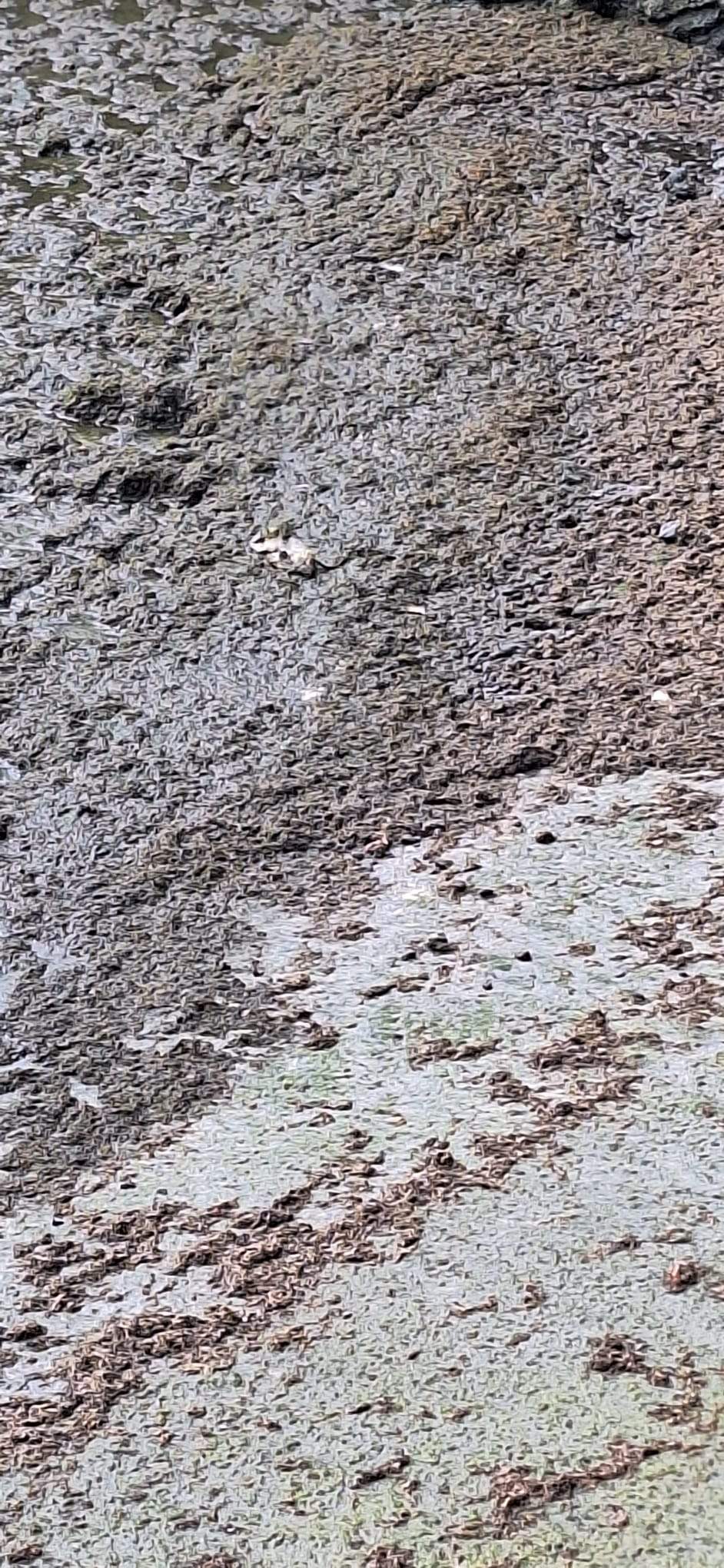 Restos de los presuntos vertidos en Punta Mujeres