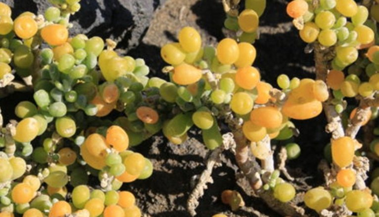 mg 5513 hojas 700x467fd