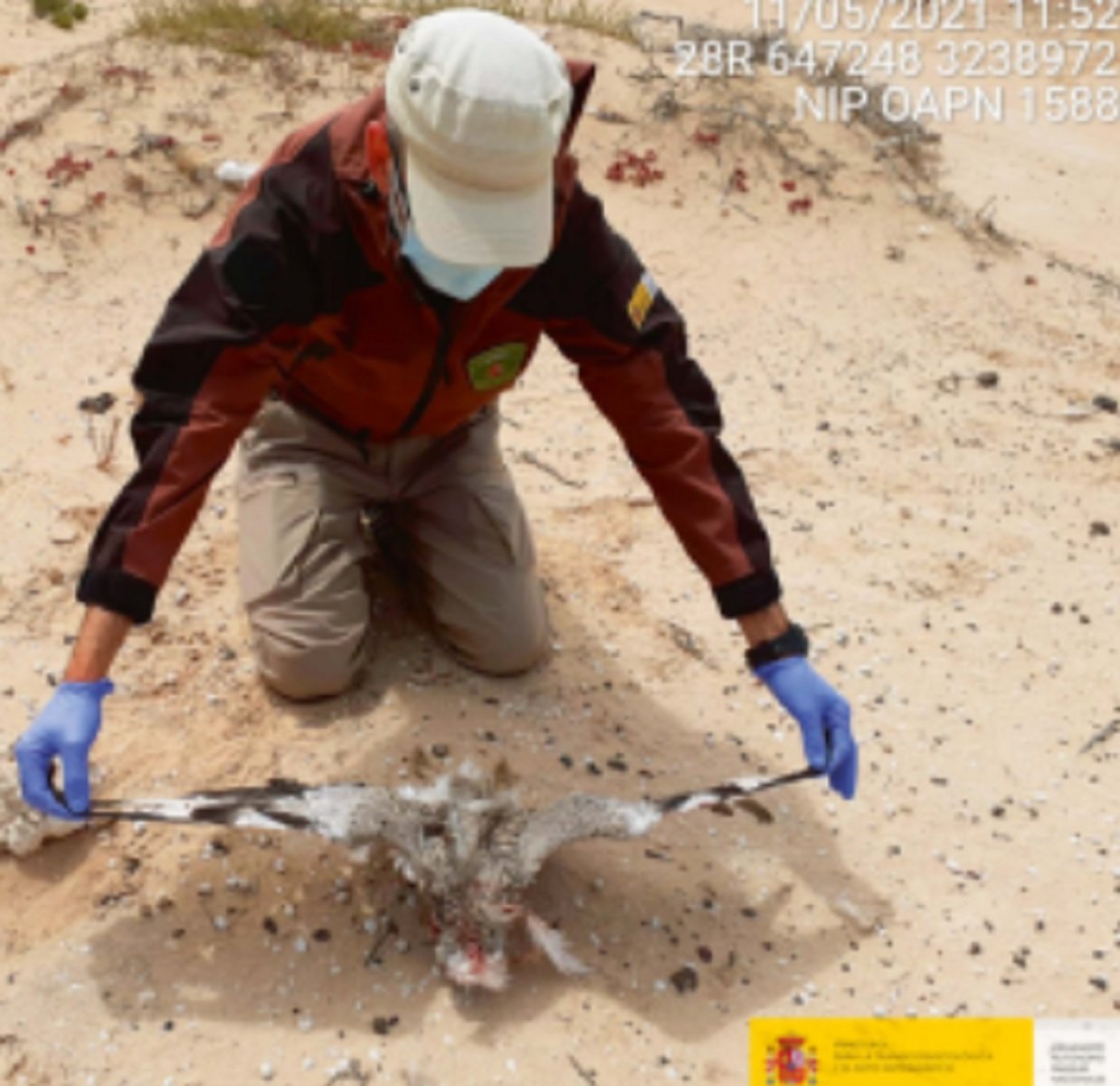Un ejemplar de hubara canaria muerto en La Graciosa