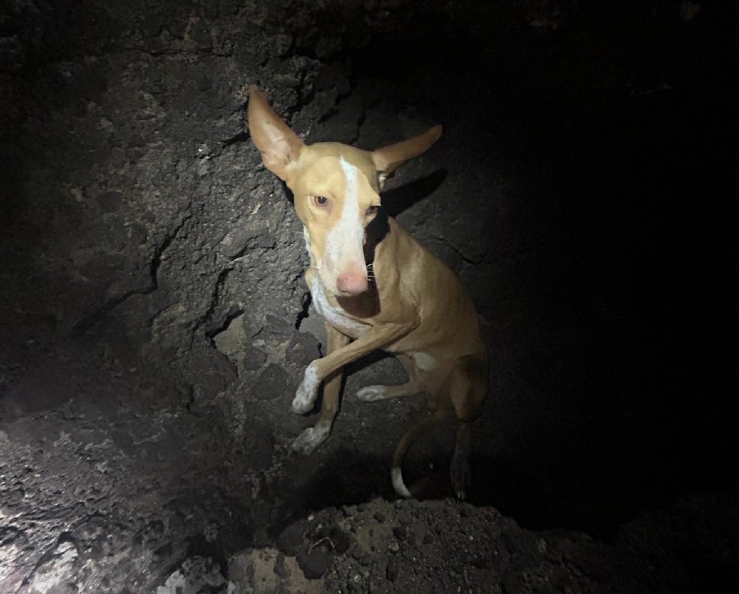 El perro perdido en Las Cabreras