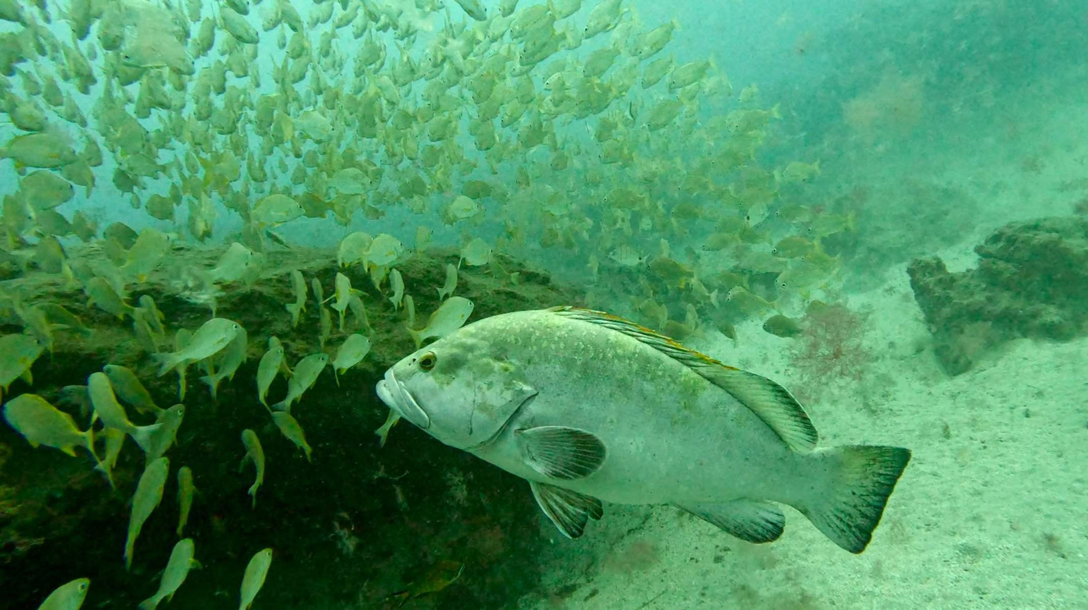 Abade en la costa de Lanzarote