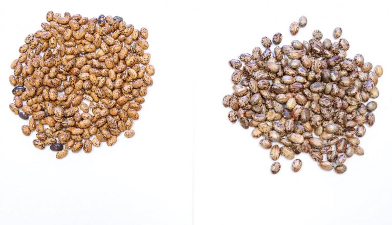 RUEDA DE PRENSA PRESIDENTE LA GRANJA(18)