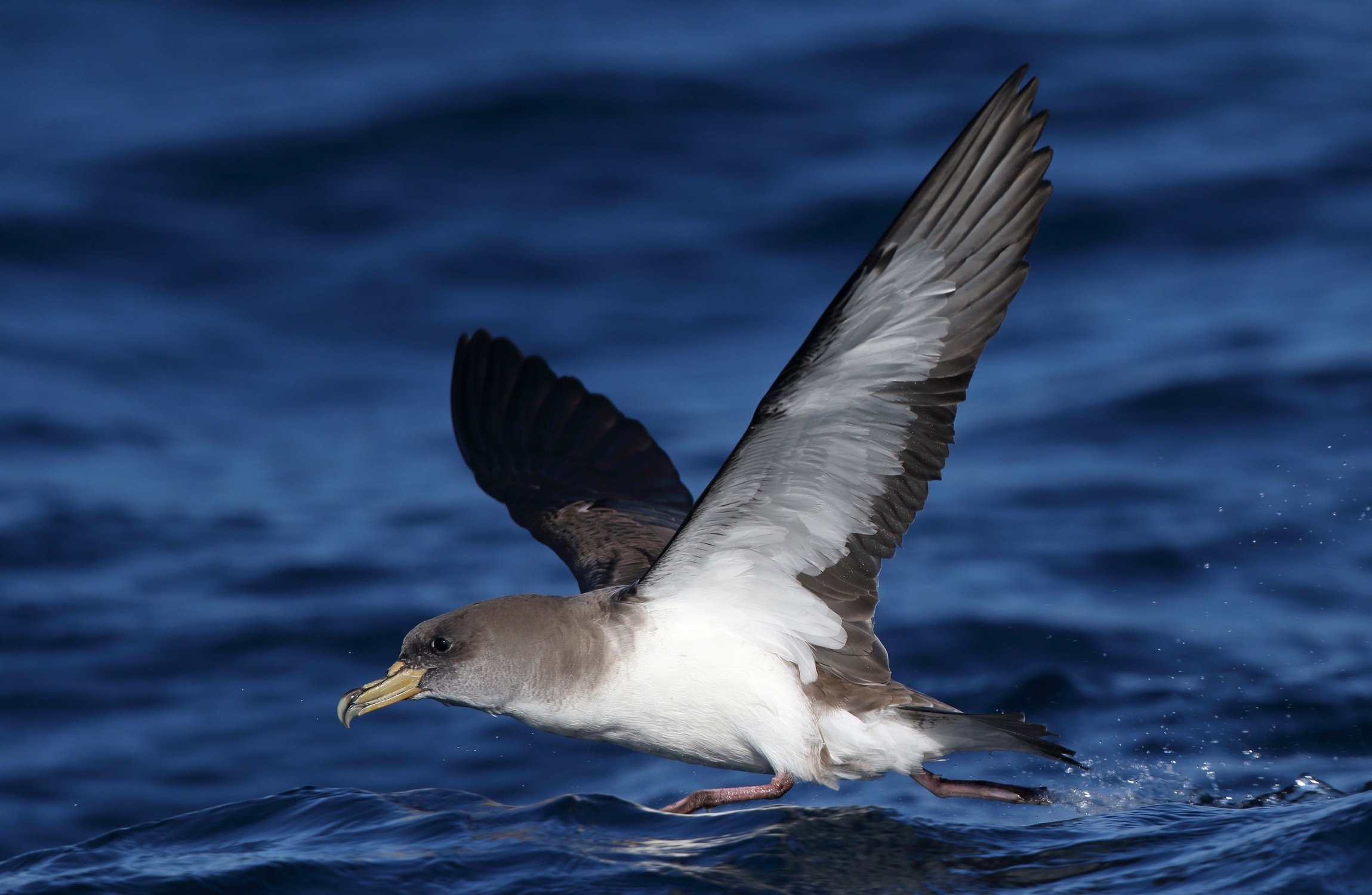 Pardela canaria. Autor: Juan Sagardía.
