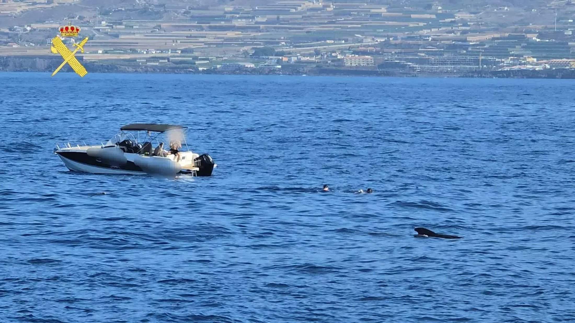 Turistas nadando junto a las ballenas en Tenerife