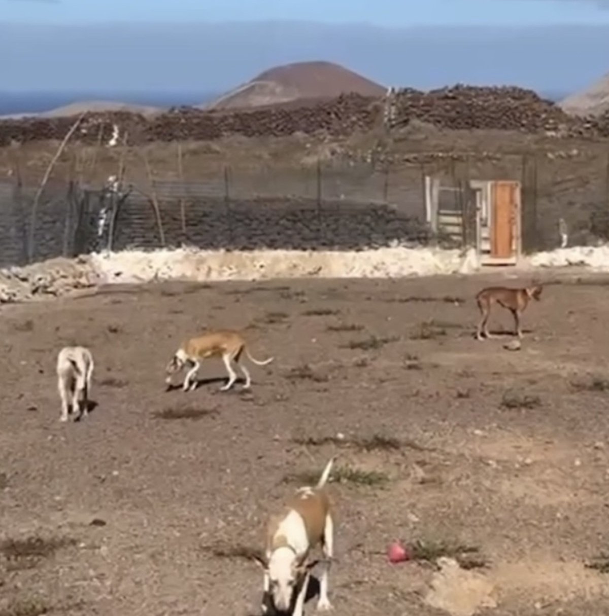 Imagen de los perros