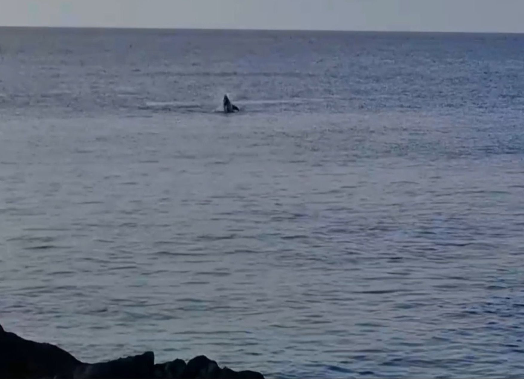 Delfines en Puerto del Carmen  (Imagen: Barbarella S. Buchner)