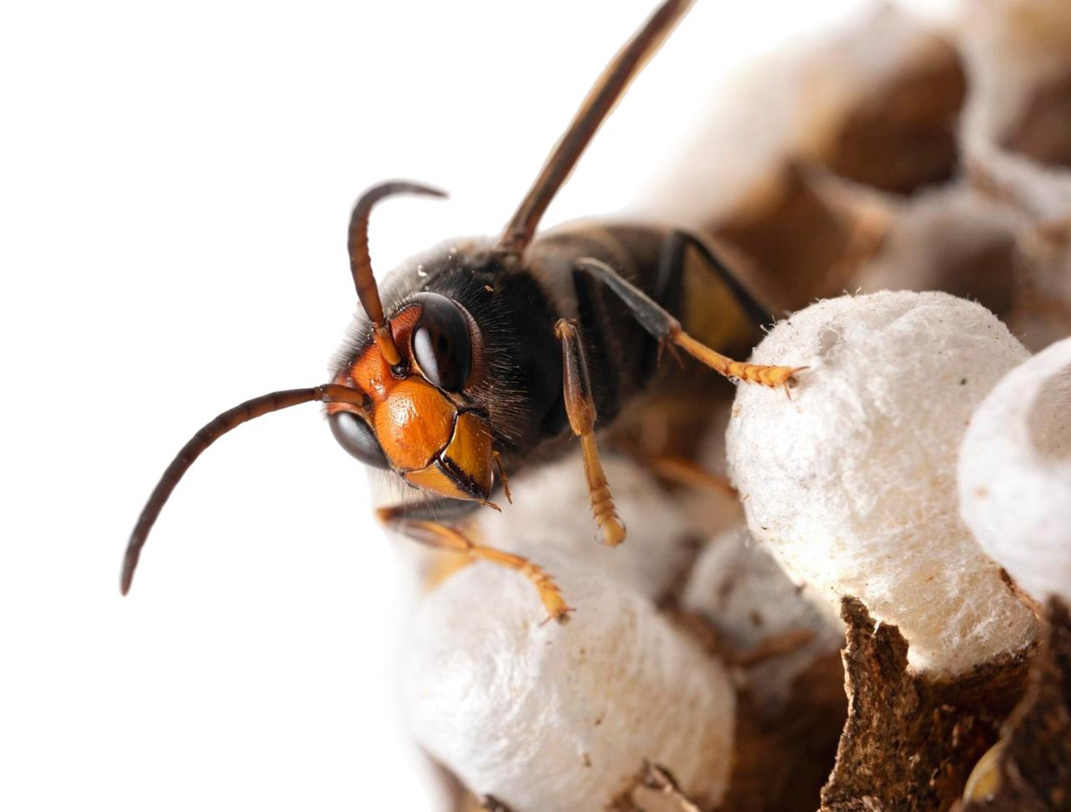  Un avispón. Imagen de Freepik Cynoclub.