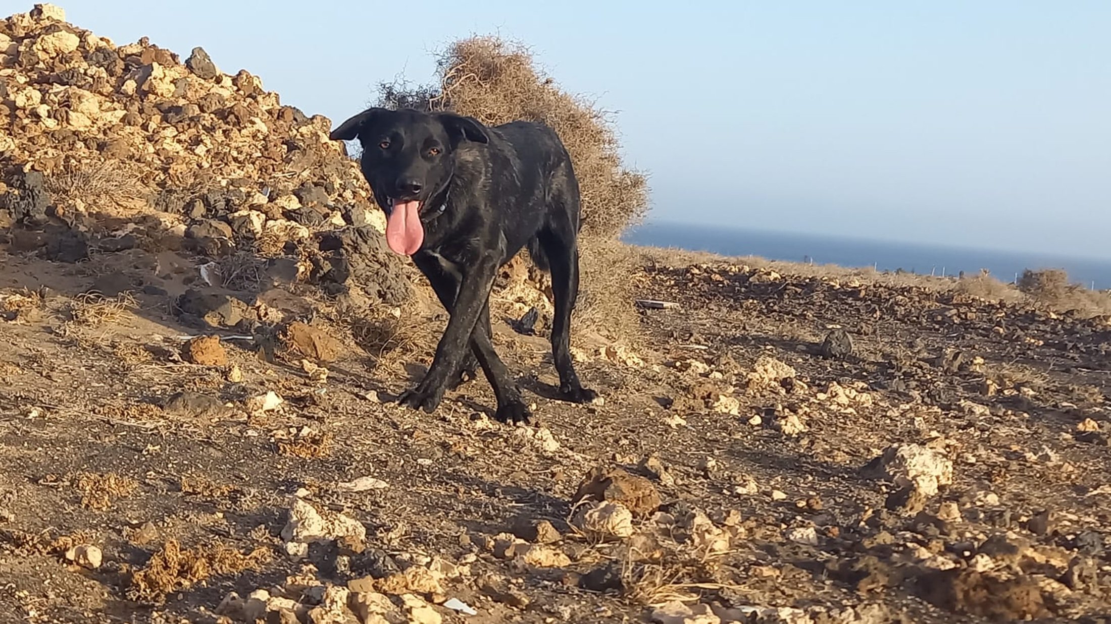 Perro desaparecido entre Playa Honda y Güime