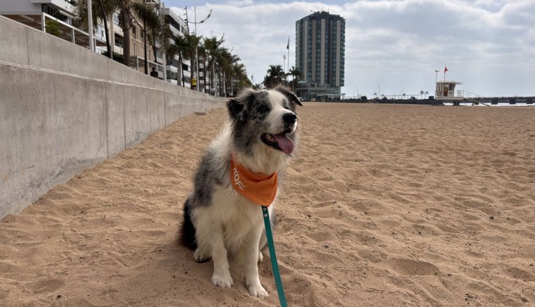 Assistance dog Rofe. Photo: Michael Valdivia Assistance dog Rofe. Photo: Michael Valdivia