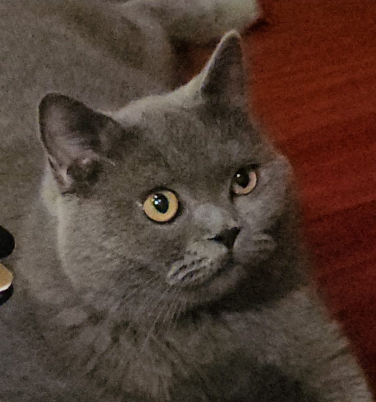 Gato desaparecido en El Reducto