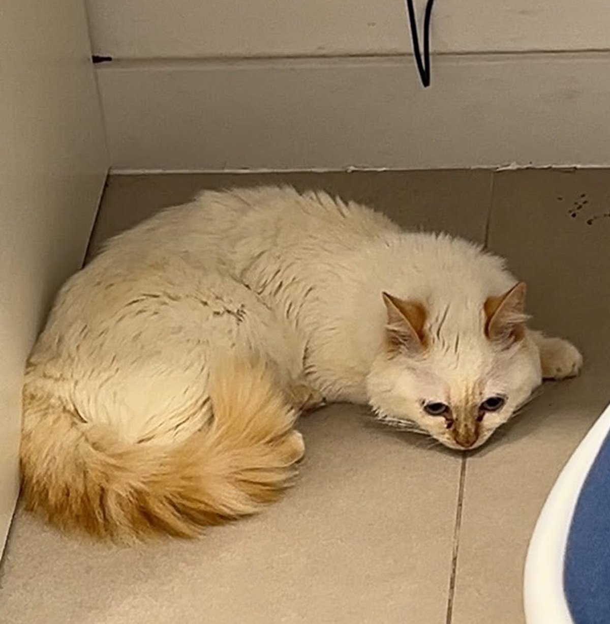 La gata 'Kitana' desaparecida en Altavista