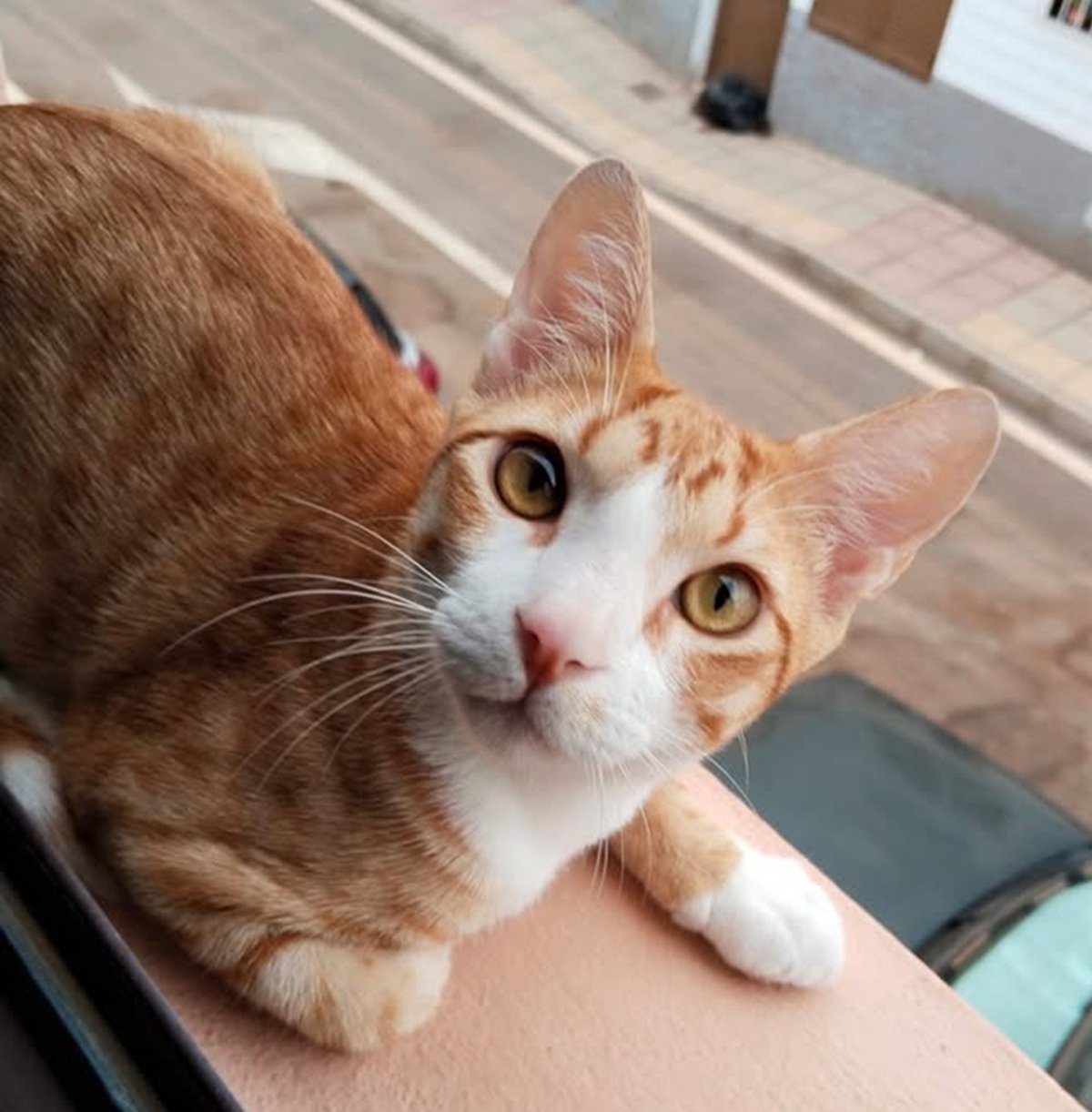 El gato 'Simon' desaparecido en Maneje