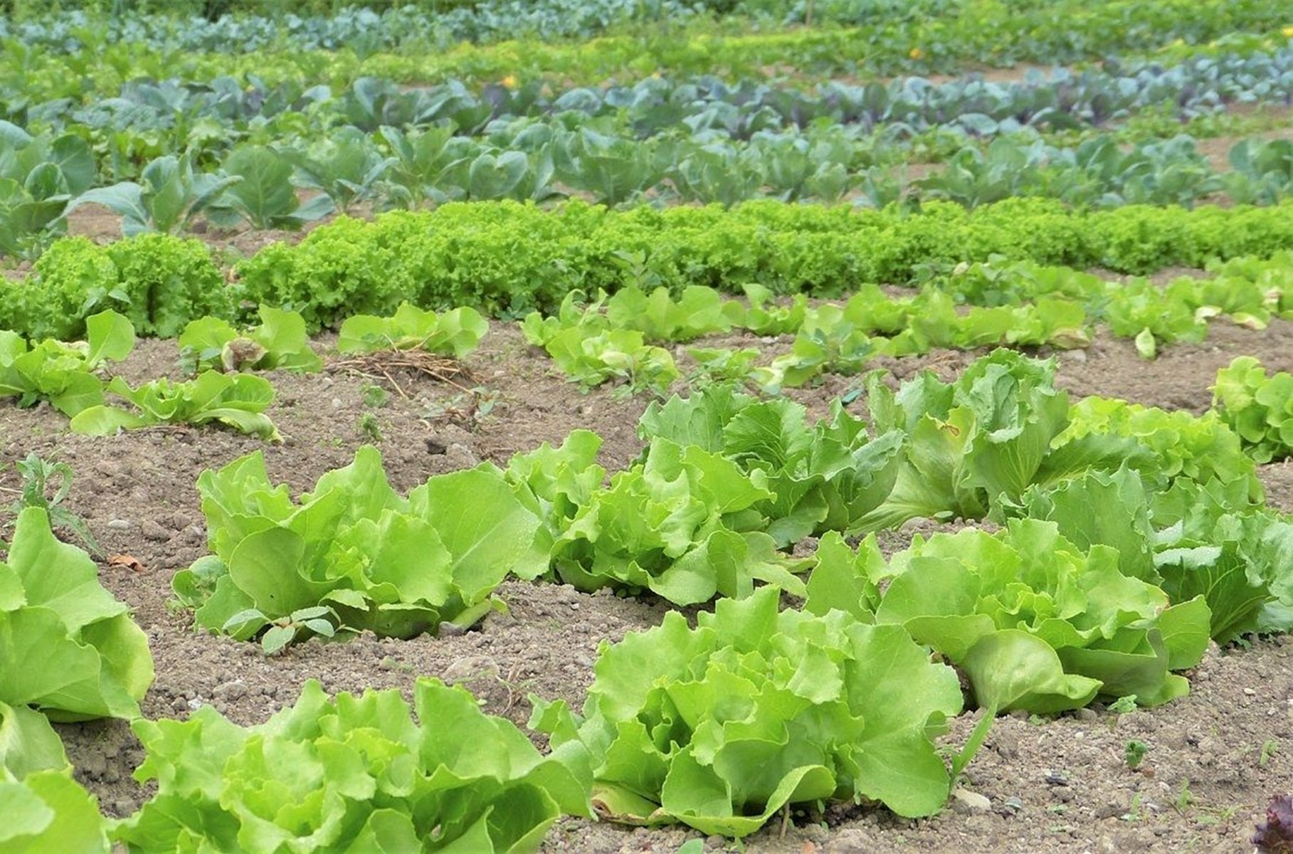 Cultivo de lechugas ecológicas en Lanzarote