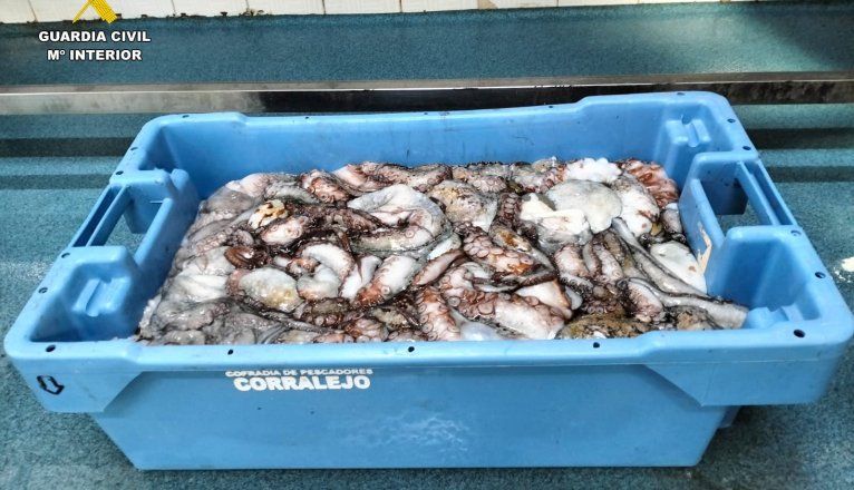49 kilos of octopus seized 49 kilos of octopus seized
