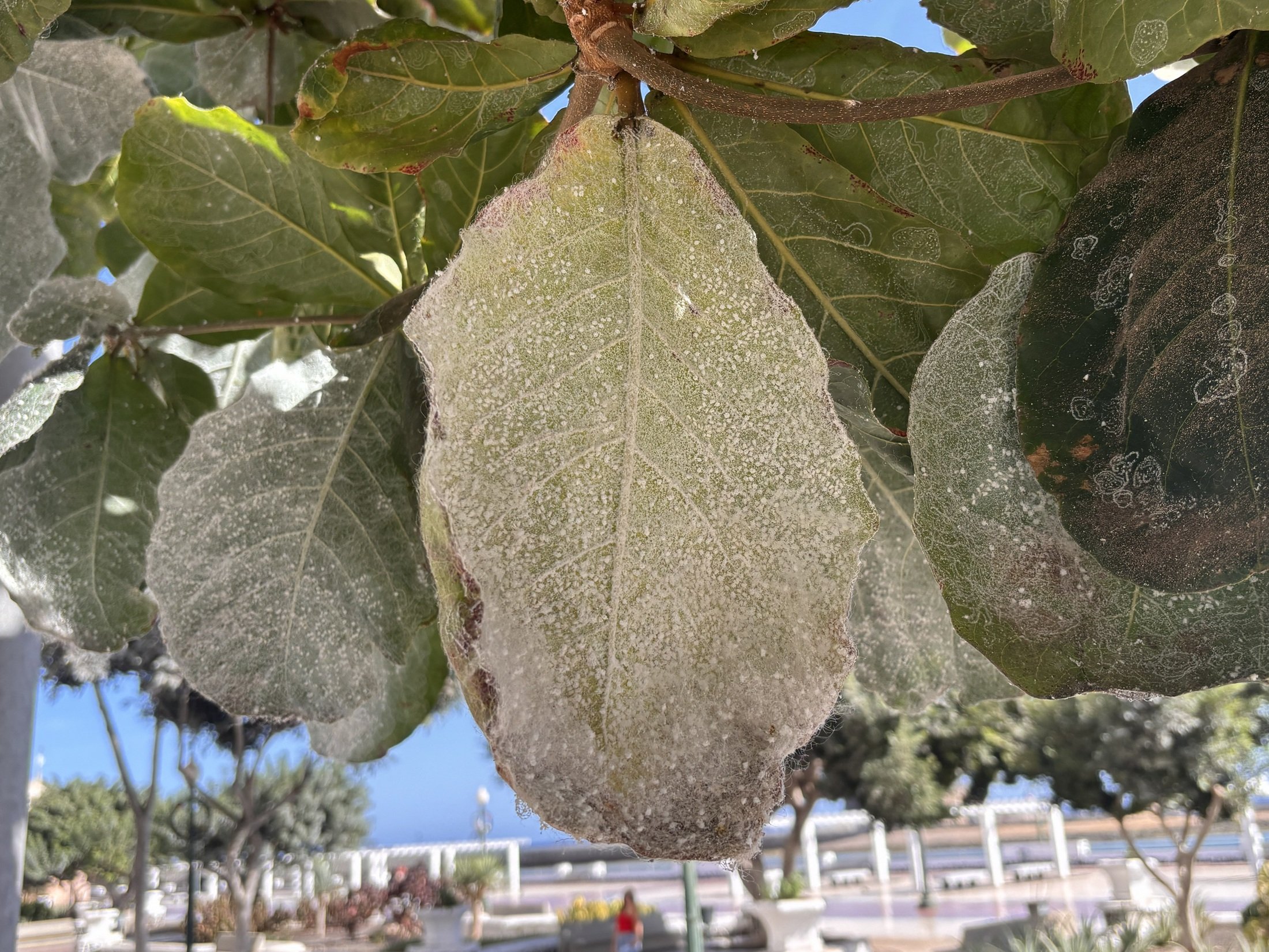 Estado de los árboles por la plaga 