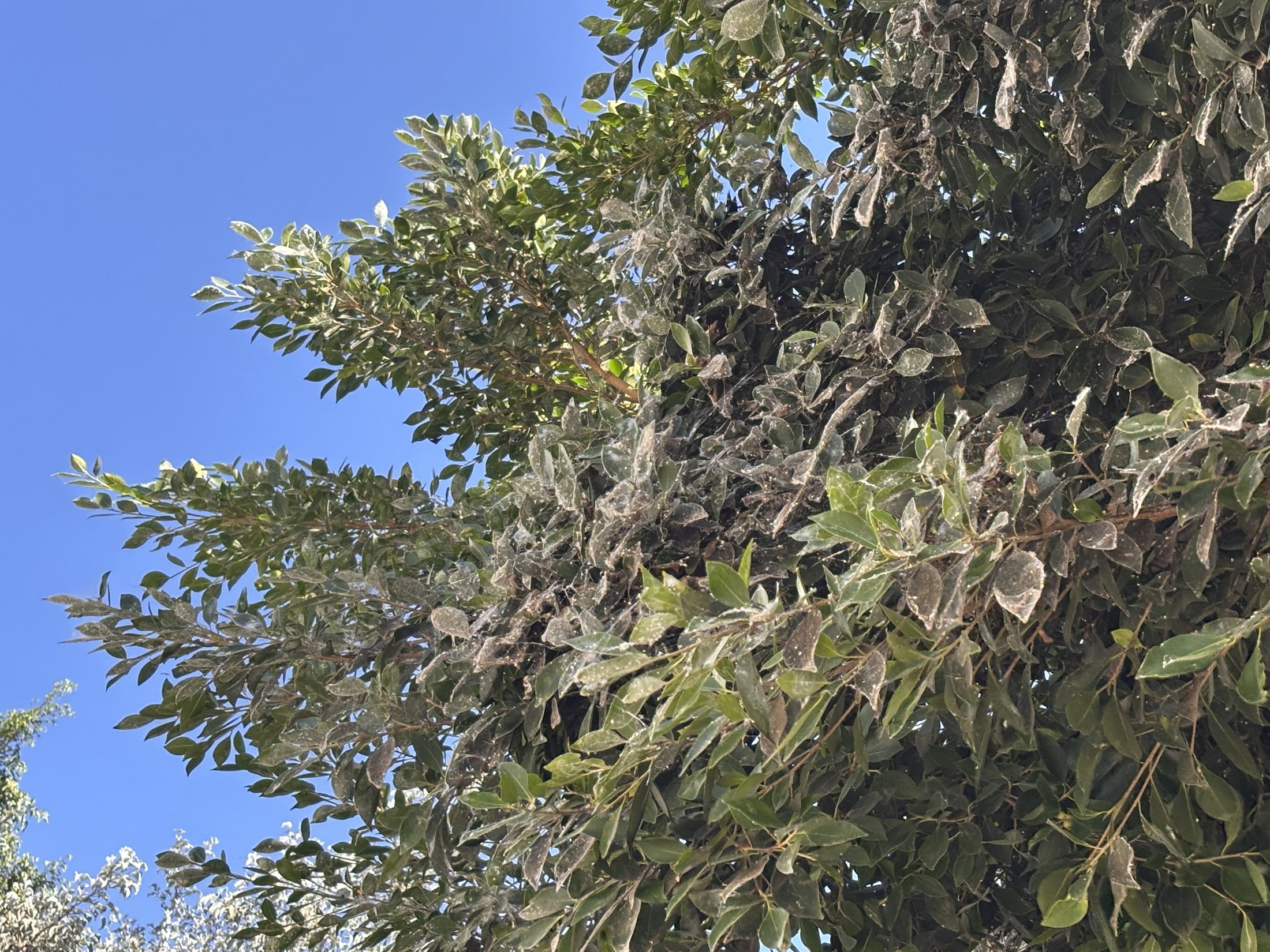 Estado de los árboles por la plaga Estado de los árboles por la plaga
