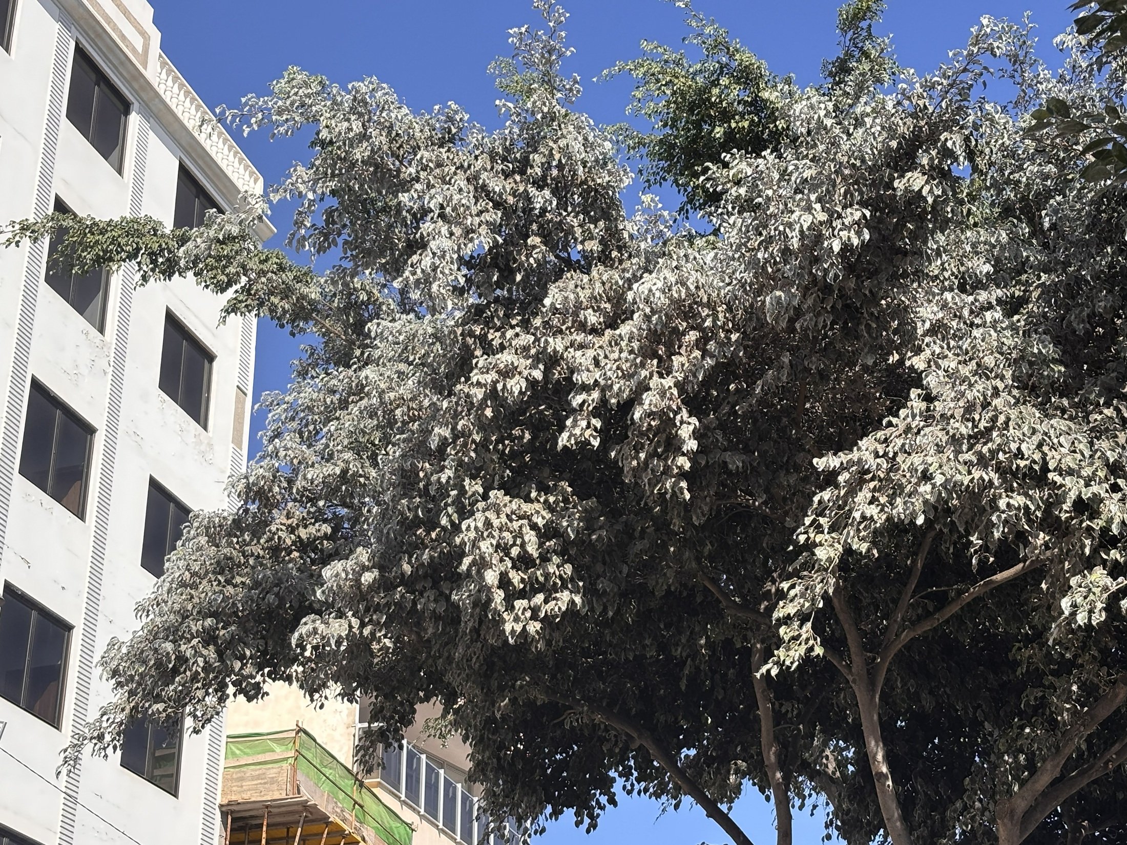 Estado de los árboles por la plaga Estado de los árboles por la plaga
