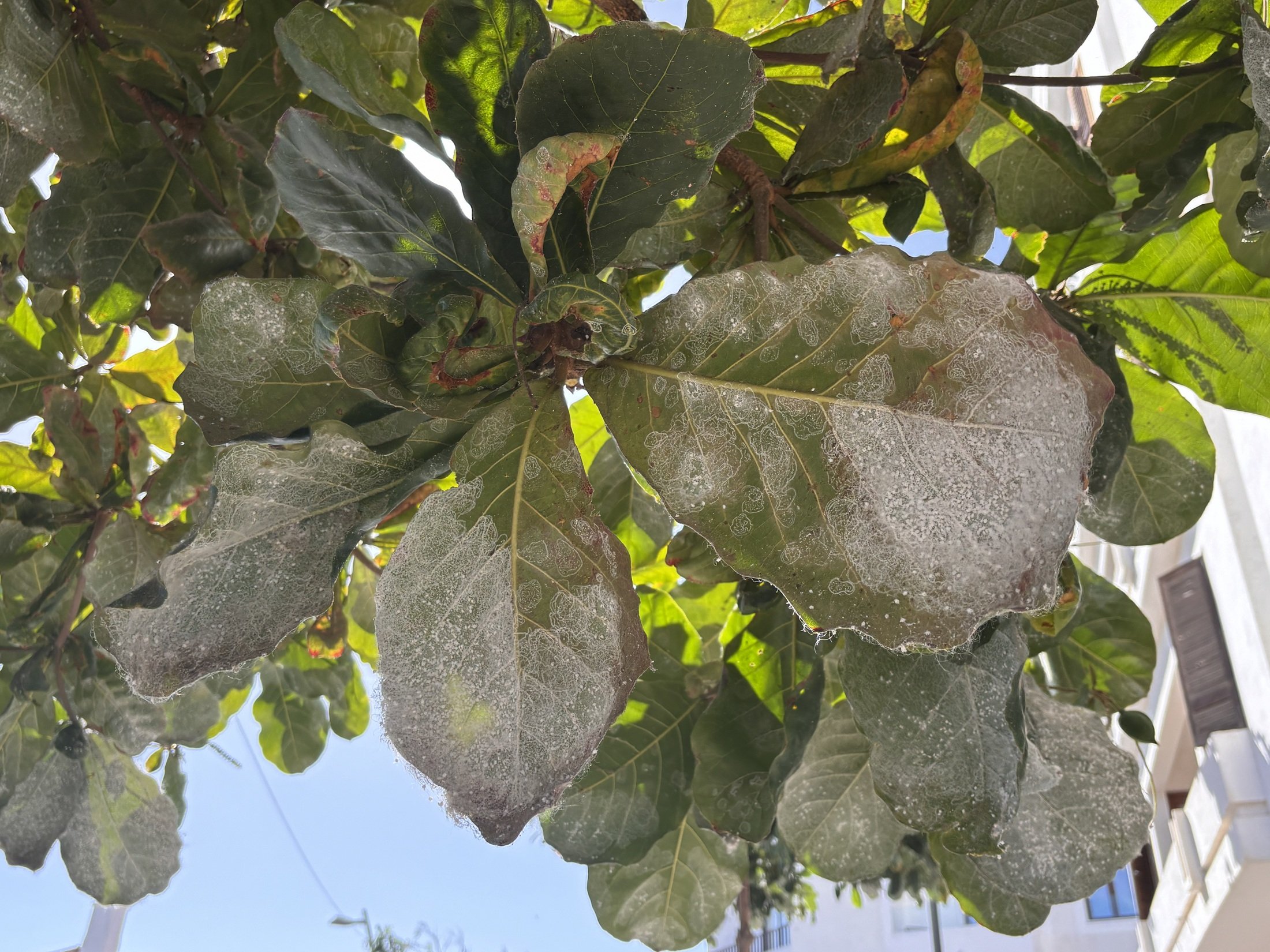 Estado de los árboles por la plaga Estado de los árboles por la plaga