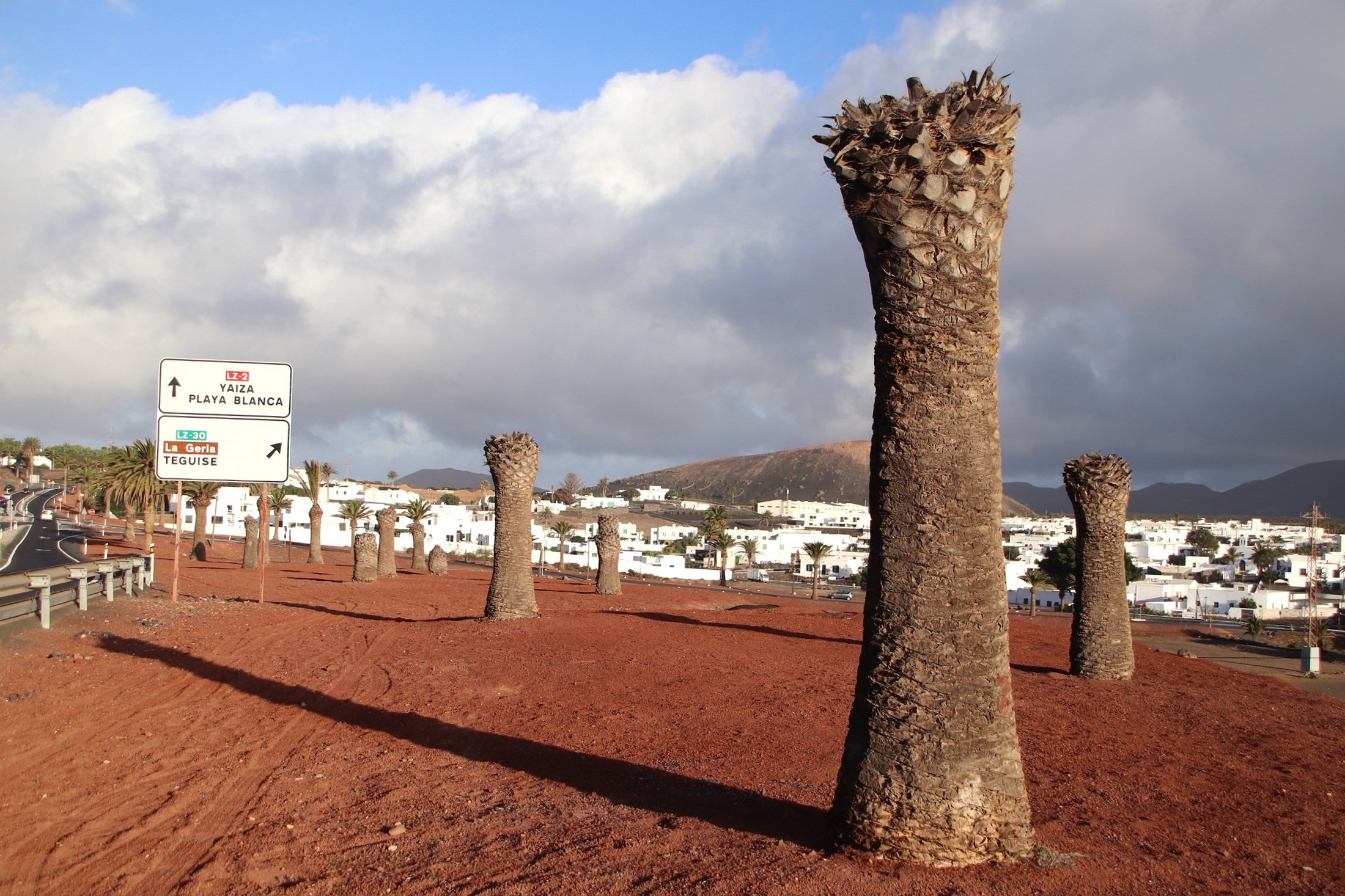 Palmeras muertas en Uga