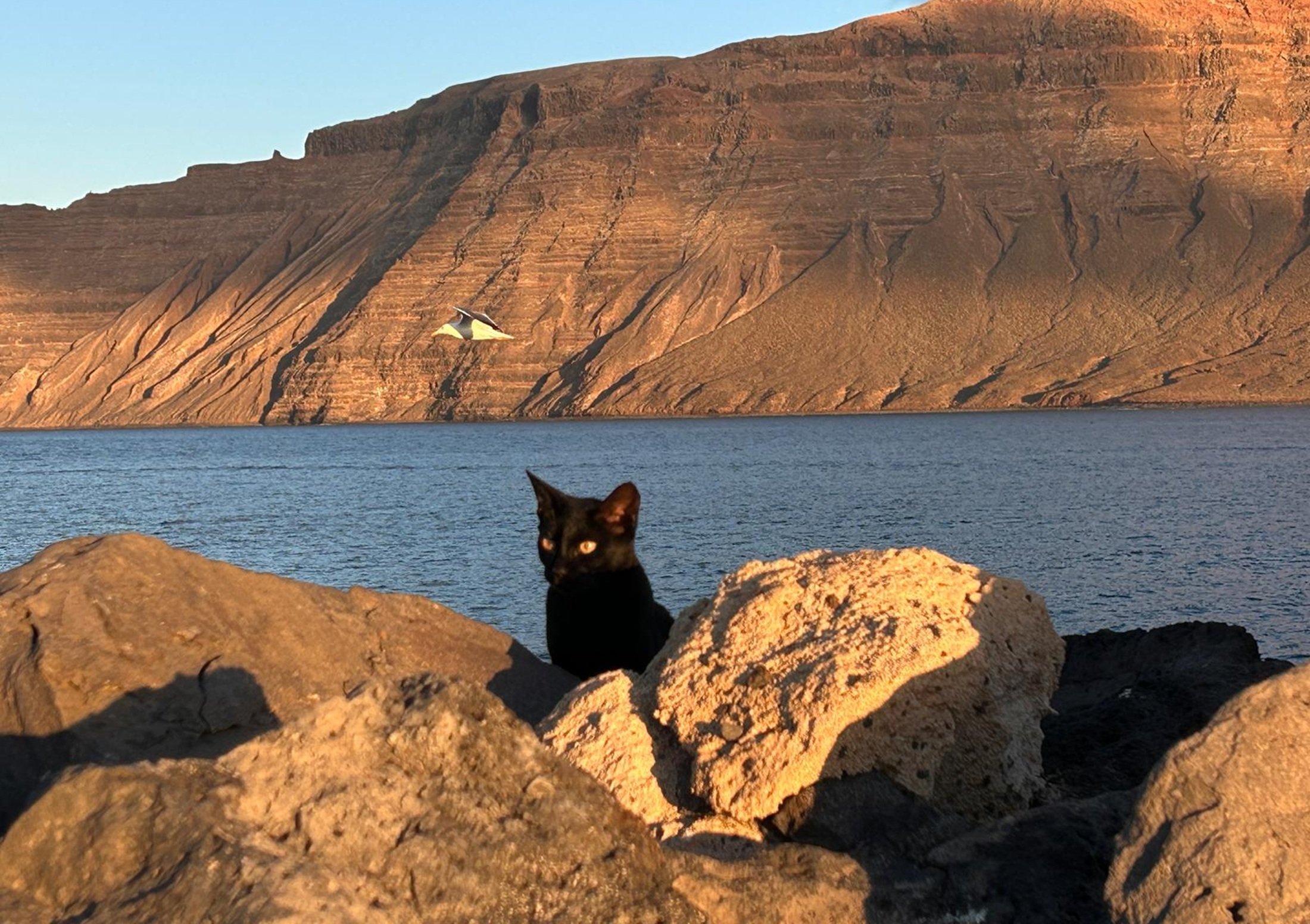Gato en La Graciosa
