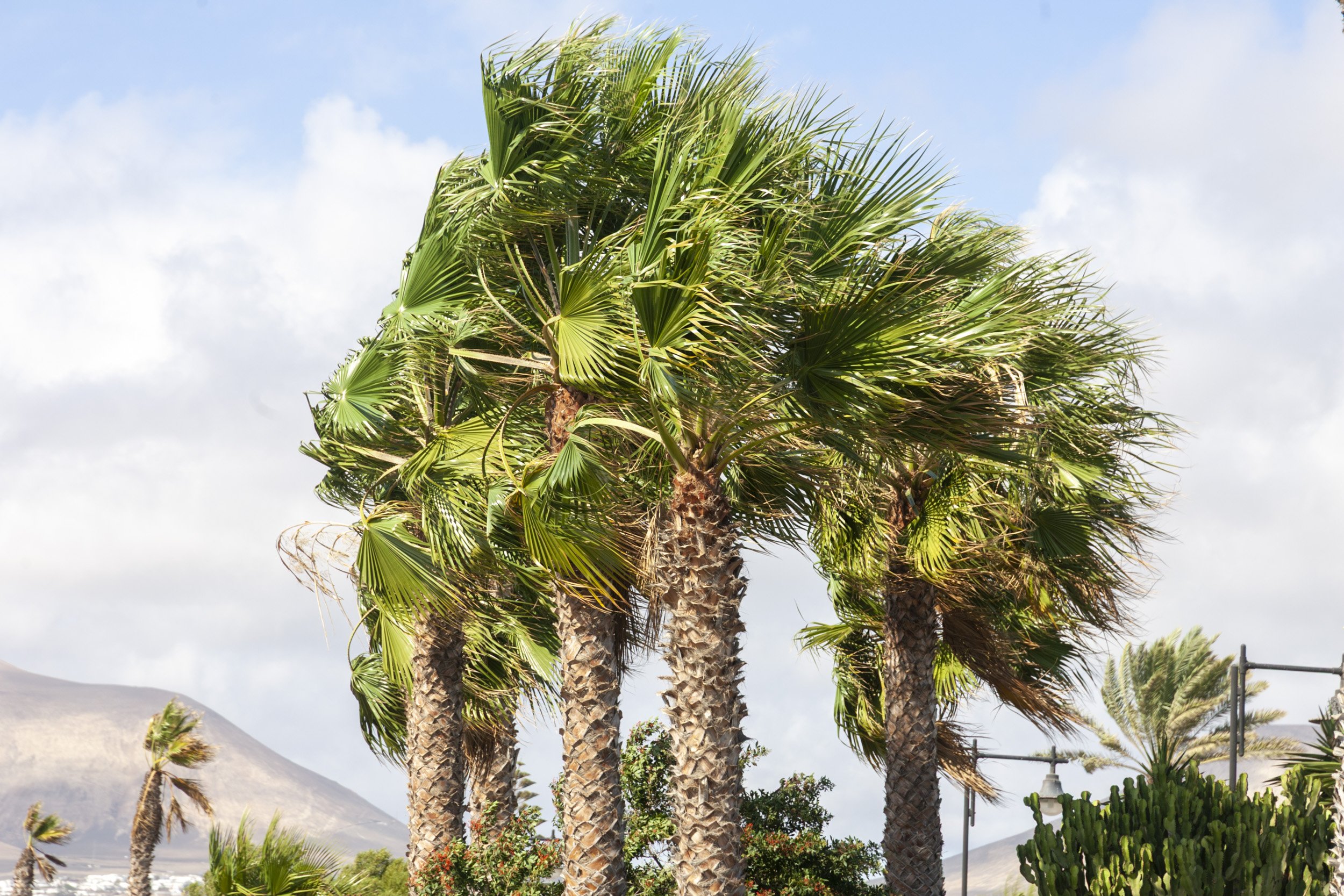Viento en Lanzarote. Foto: Juan Mateos.