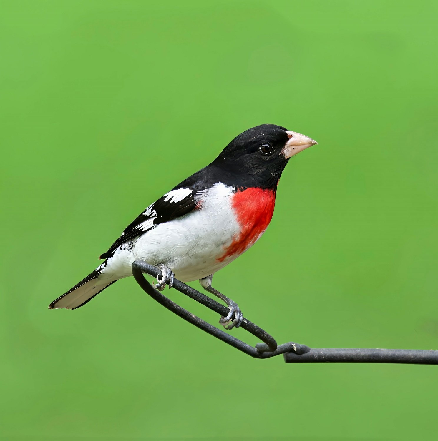 Picogrueso pechirrosado (Pheucticus ludovicianus). Foto de A. G. Rosales
