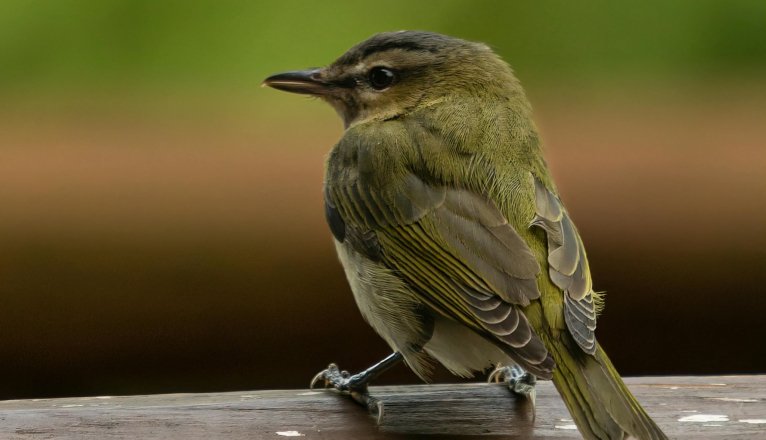 Vireo gorjiamarillo (Vireo flavifrons). Foto de Connor Martin Vireo gorjiamarillo (Vireo flavifrons). Foto de Connor Martin