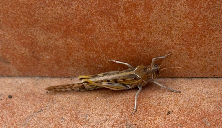 Una langosta llegada con el último episodio de calima a Lanzarote. Foto: Rafael Vargas.