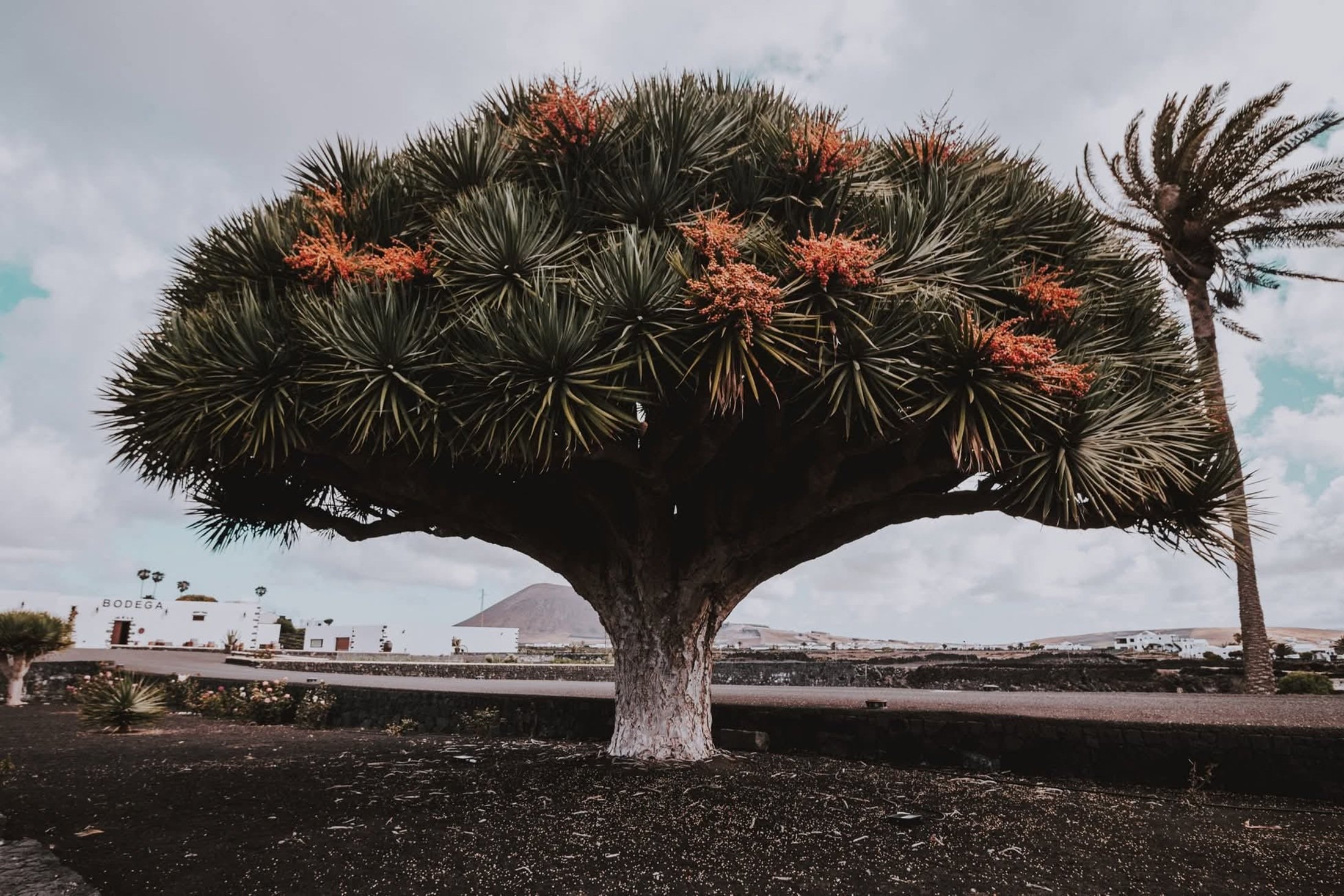 Drago de La Florida. Foto: Cedida