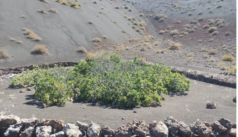 WhatsApp Image 2025 11 25 at 6.09.16 PMx WhatsApp Image 2025 11 25 at 6.09.16 PMx