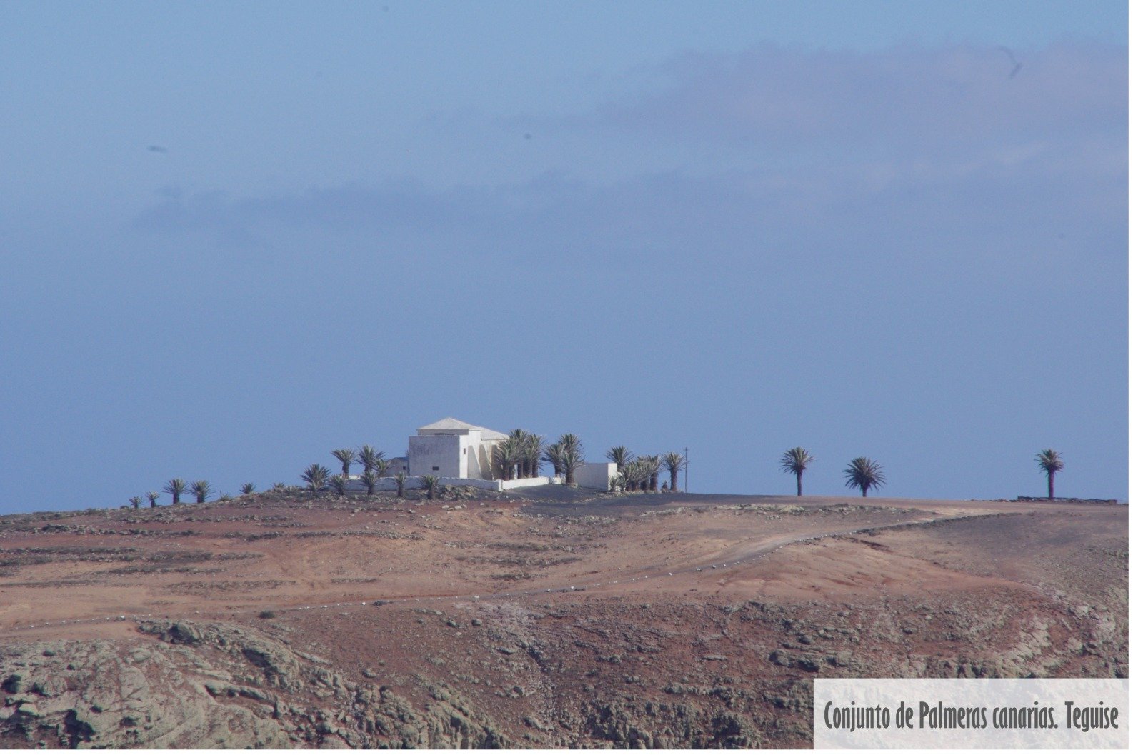 Árboles singulares de Lanzarote. Foto: Cedida por Rafael Paredes Árboles singulares de Lanzarote. Foto: Cedida por Rafael Paredes