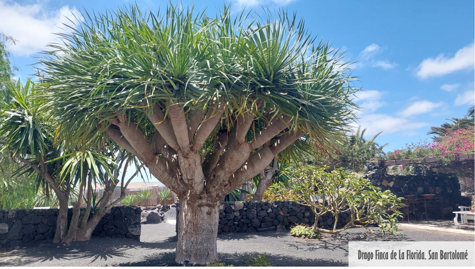 Árboles singulares de Lanzarote. Foto: Cedida por Rafael Paredes Árboles singulares de Lanzarote. Foto: Cedida por Rafael Paredes