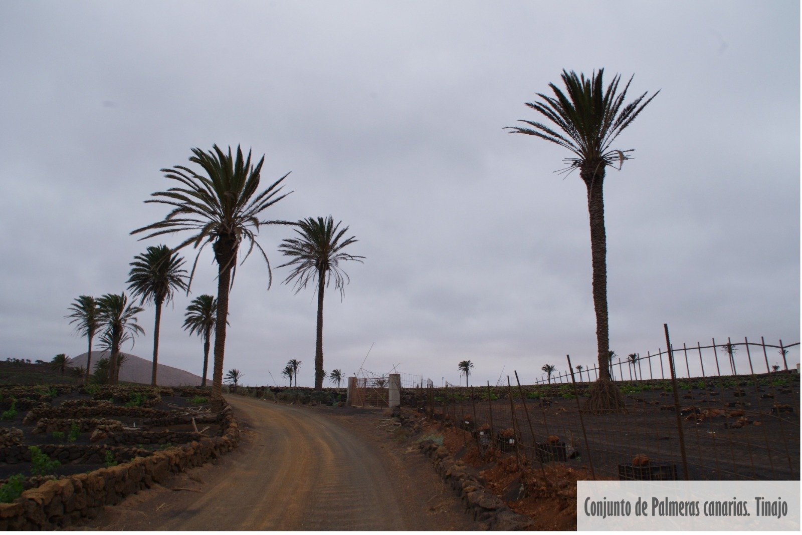 Árboles singulares de Lanzarote. Foto: Cedida por Rafael Paredes Árboles singulares de Lanzarote. Foto: Cedida por Rafael Paredes