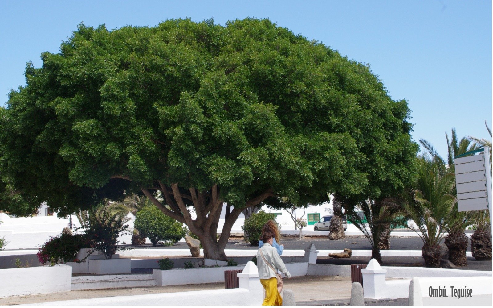 Árboles singulares de Lanzarote. Foto: Cedida por Rafael Paredes Árboles singulares de Lanzarote. Foto: Cedida por Rafael Paredes