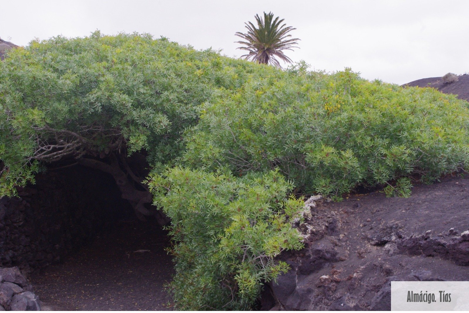 Árboles singulares de Lanzarote. Foto: Cedida por Rafael Paredes Árboles singulares de Lanzarote. Foto: Cedida por Rafael Paredes