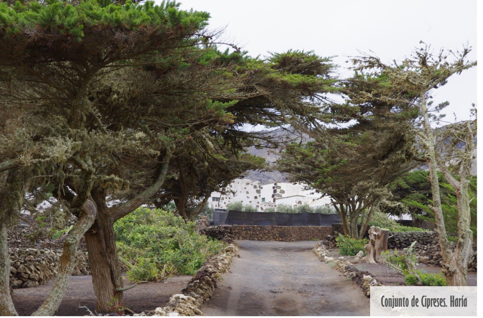 Árboles singulares de Lanzarote. Foto: Cedida por Rafael Paredes Árboles singulares de Lanzarote. Foto: Cedida por Rafael Paredes